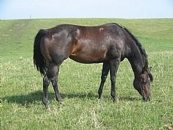 Hawklands Jewel